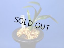 画像1: 日月華（じつげっか）