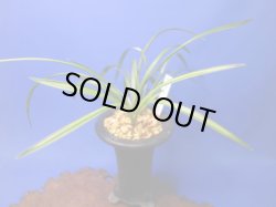 画像1: 薩摩（さつま）