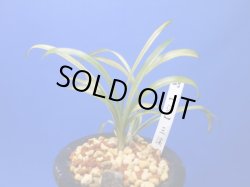 画像1: （仮）三渓（さんけい）