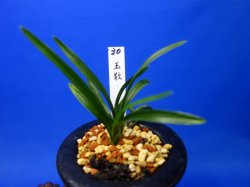 画像1: 玉散（ぎょくさん）