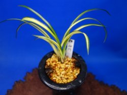 画像1: 神門（みかど）