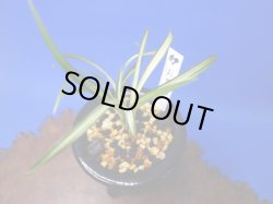 画像1: お多福（おたふく）