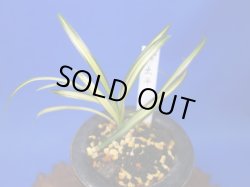 画像1: 太平（たいへい）