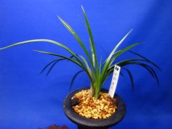 画像1: （仮）宇部美人（うべびじん）