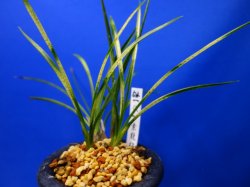 画像1: （仮）素龍梅（そりゅうばい）