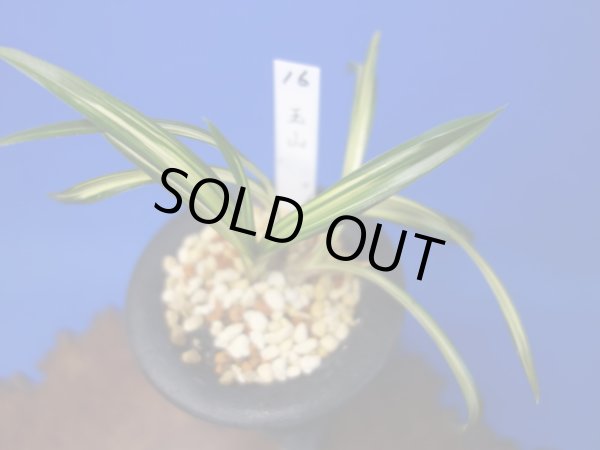 画像1: 玉山（ぎょくざん）