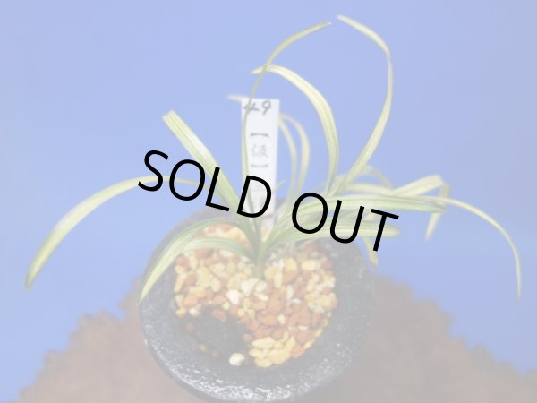 画像1: （仮）三渓（さんけい）