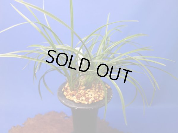 画像1: 女雛（めびな）