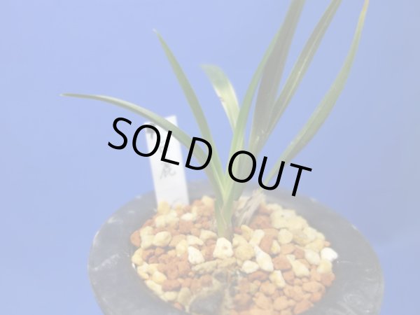 画像1: 白鹿（はくしか）