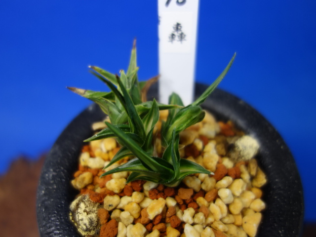 画像: 轟（とどろき）