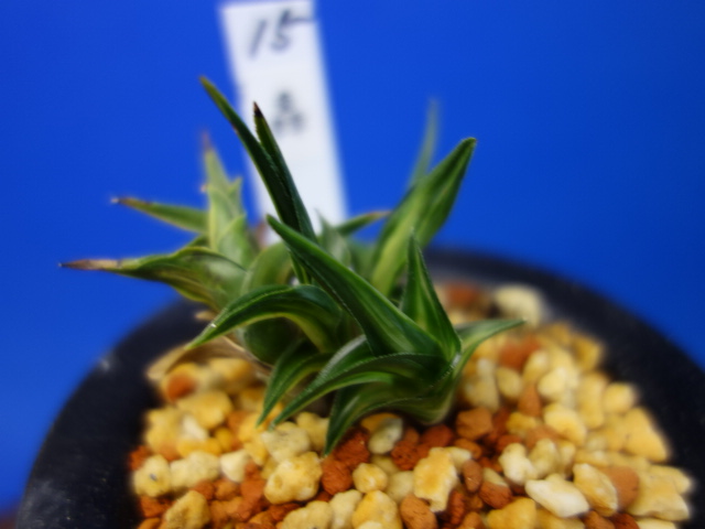 画像: 轟（とどろき）