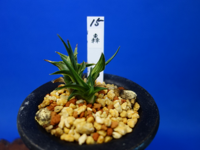 画像: 轟（とどろき）