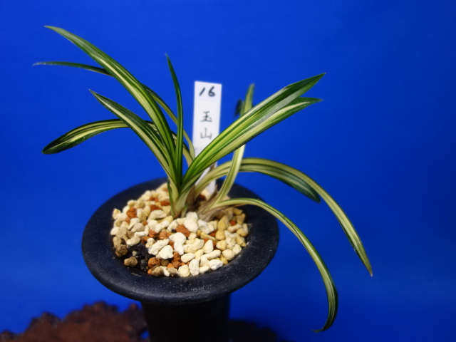 画像: 玉山（ぎょくざん）