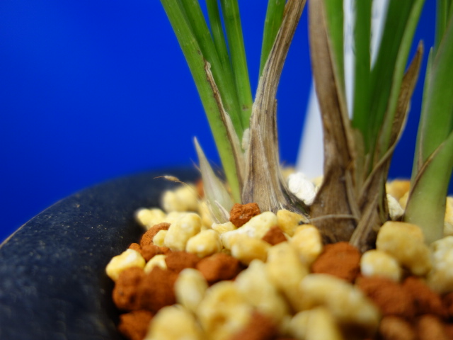 画像: 恍惚（こうこつ）