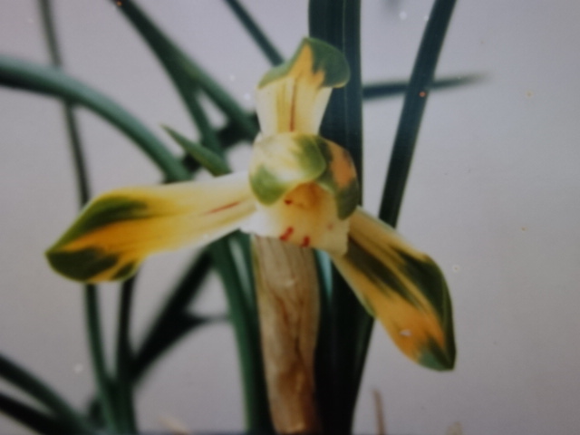 画像: 薩摩（さつま）