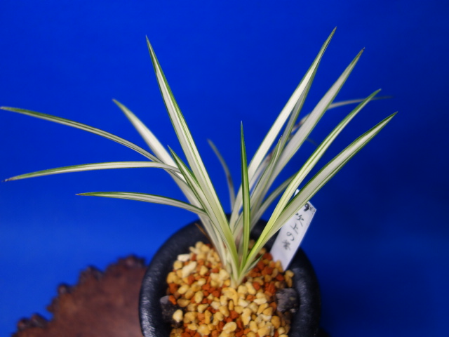 画像: 吹上の誉（ふきあげのほまれ）