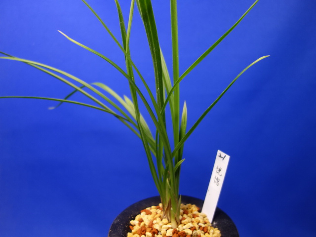 画像1: 恍惚（こうこつ）