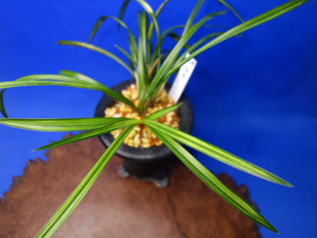 画像: 薩摩（さつま）