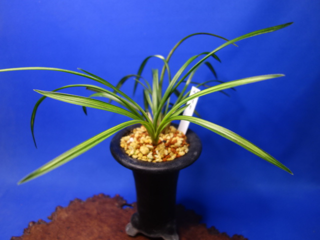 画像1: 薩摩（さつま）