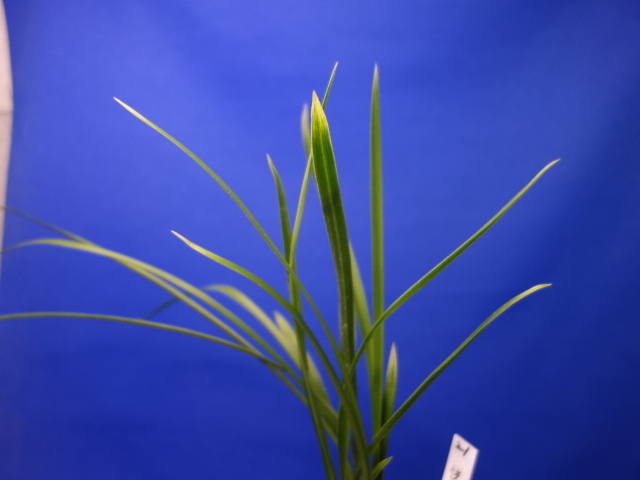 画像: 恍惚（こうこつ）