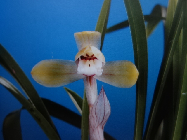 画像: 恍惚（こうこつ）