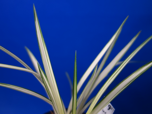 画像: 吹上の誉（ふきあげのほまれ）