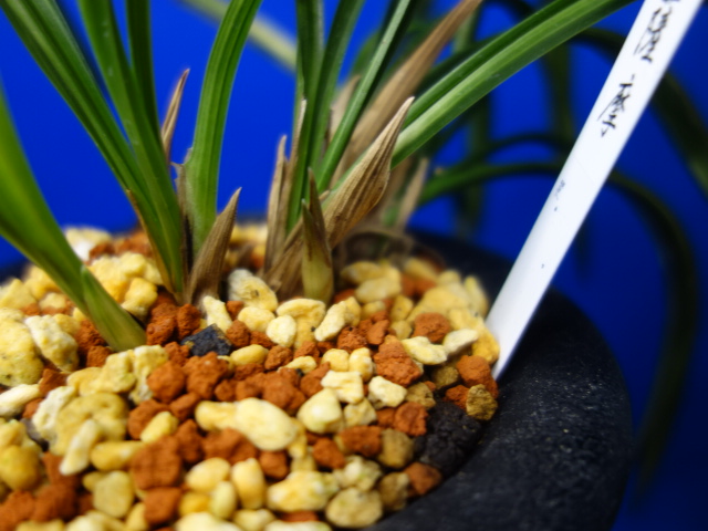 画像: 薩摩（さつま）