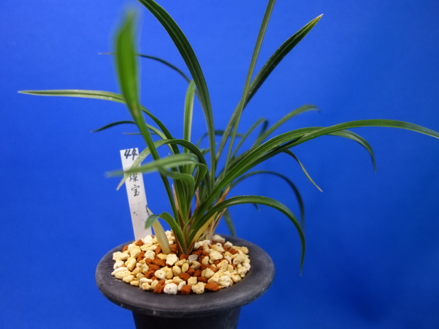 画像1: 燦宝（さんぽう）