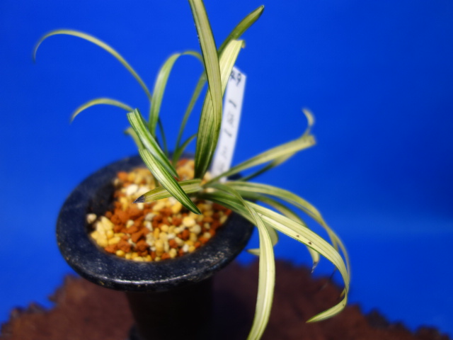 画像: （仮）三渓（さんけい）