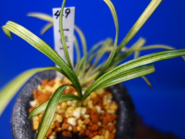 画像: （仮）三渓（さんけい）