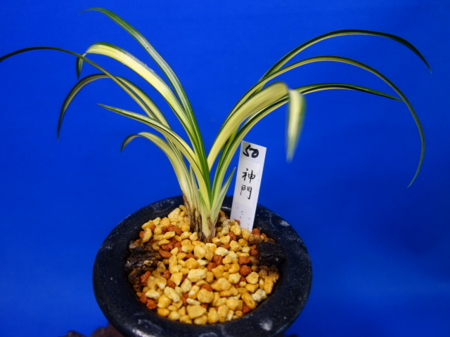 画像: 神門（みかど）