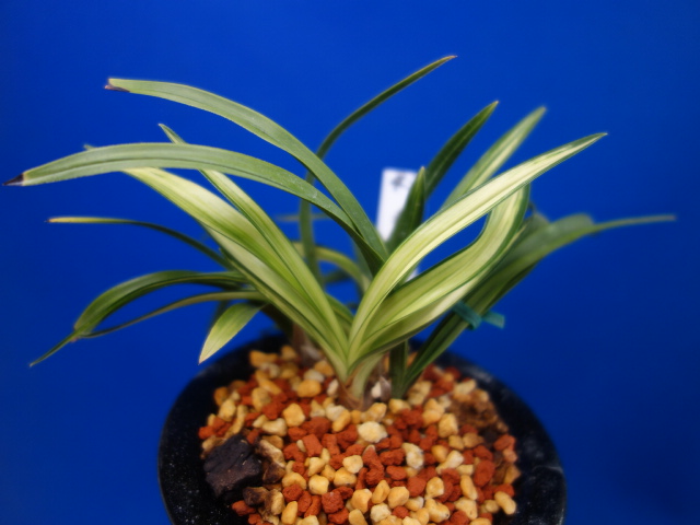 画像: 秩父錦（ちちぶにしき）