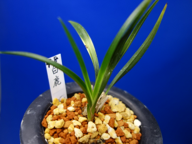 画像: 白鹿（はくしか）