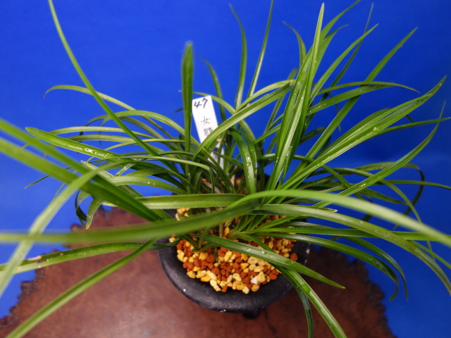 画像: 女雛（めびな）