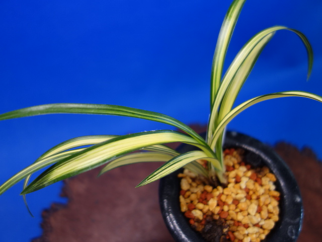 画像: 神門（みかど）