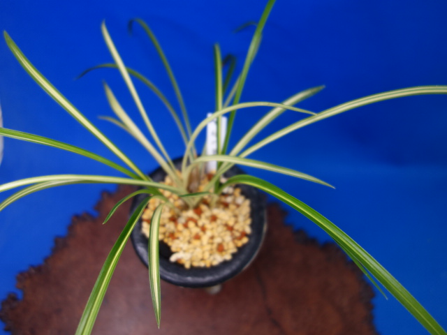 画像: 綾の華（あやのはな）