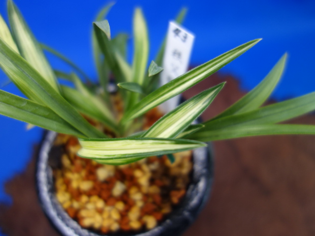 画像: 秩父錦（ちちぶにしき）