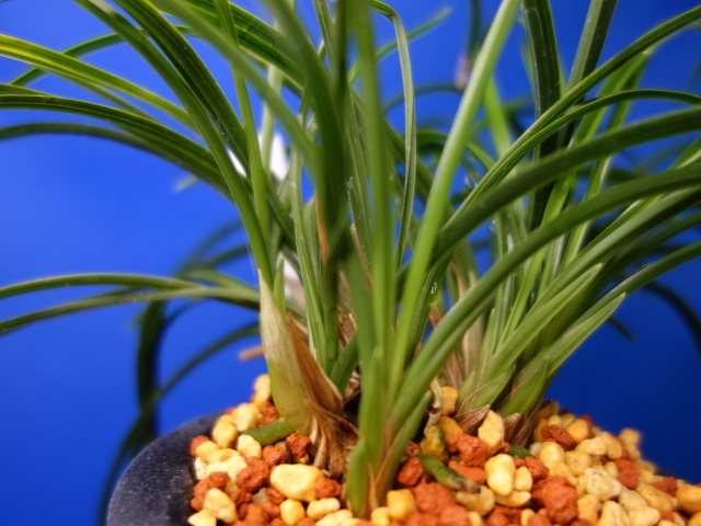 画像: 女雛（めびな）