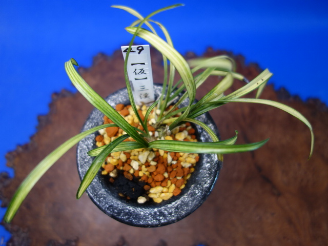 画像: （仮）三渓（さんけい）