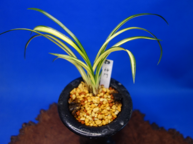 画像1: 神門（みかど）