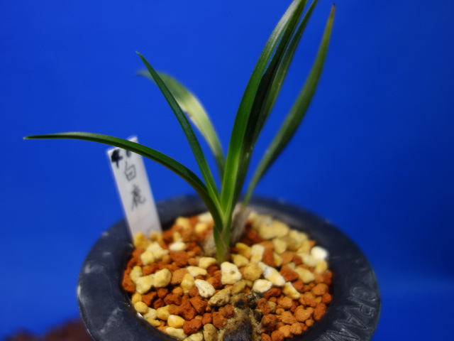 画像: 白鹿（はくしか）