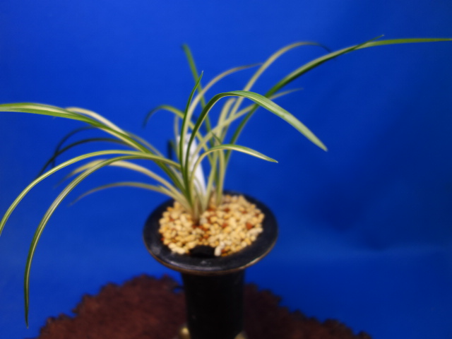 画像: 綾の華（あやのはな）