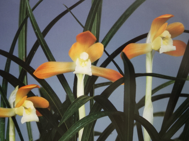 画像: 燦宝（さんぽう）