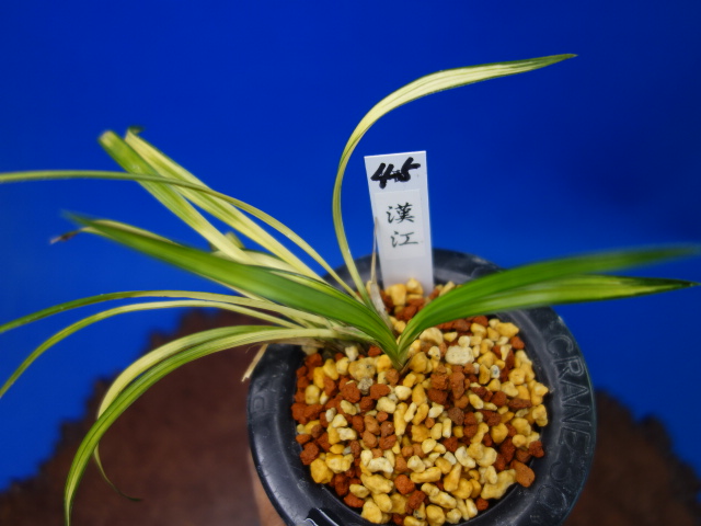 画像: 漢江（はんがん）