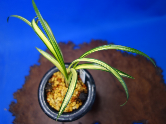 画像: 神門（みかど）