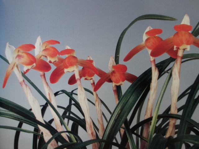 画像: 女雛（めびな）