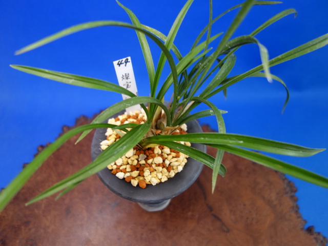 画像: 燦宝（さんぽう）