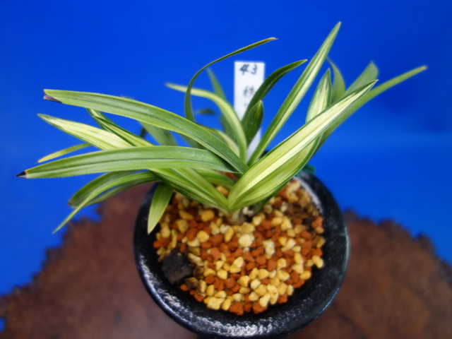 画像: 秩父錦（ちちぶにしき）